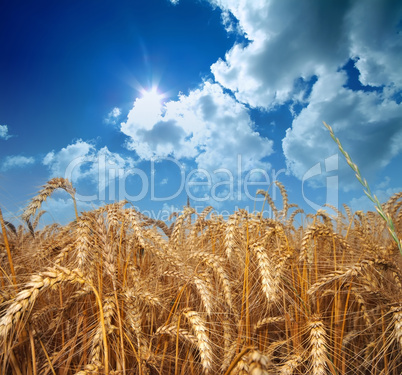 Wheat and sky