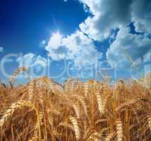 Wheat and sky