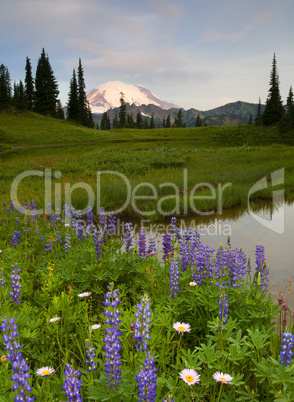 Lupine Sunrise