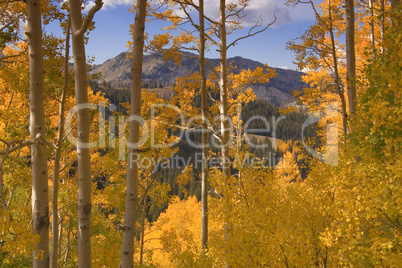 Autumn in Wasatch Mountains Utah