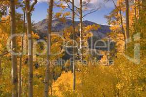 Autumn in Wasatch Mountains Utah