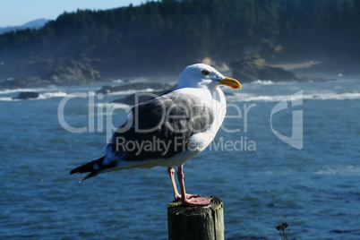 Seagull and rocky ocean seashore