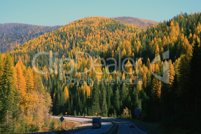 Montana tamarack forest in fall