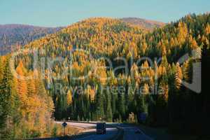 Montana tamarack forest in fall