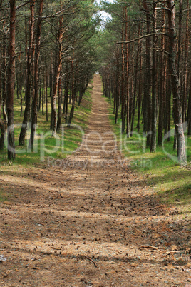 Forest trail, Curonian Spit, Lithua