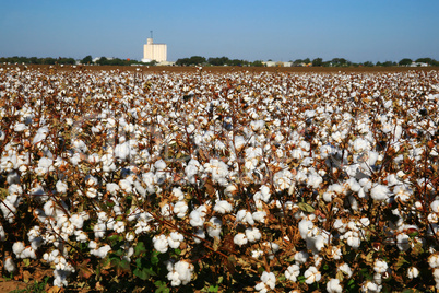 West Texas cotton field