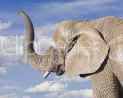 Aged Bull Elephant Head Profile