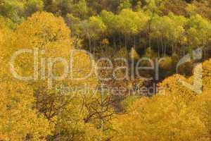 Aspen Grove in the Wasatch Mts Utah