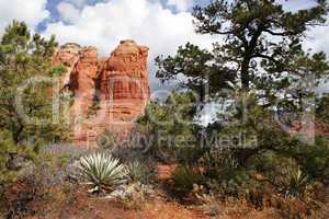 Coffee Pot Rock with Yucca and Pine
