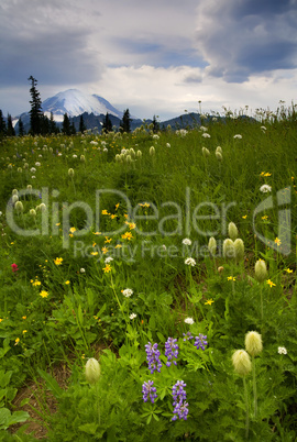 Meadow Beneath the Storm