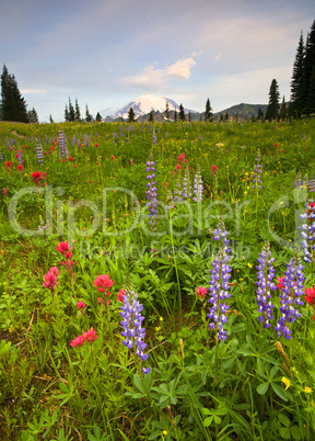 Wildflower Dawn