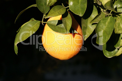 Orange on tree ripe for the picking