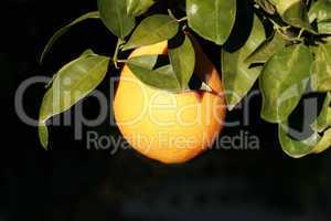 Orange on tree ripe for the picking