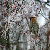 Waxwing in frosty berry tree
