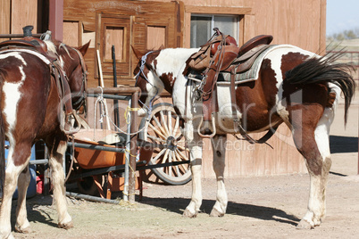 Two pinto horses await riders