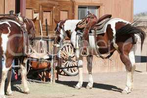Two pinto horses await riders