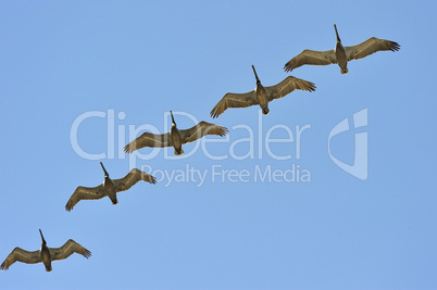 Five Brown Pelicans