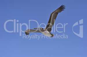 Pelican Flight Stretch