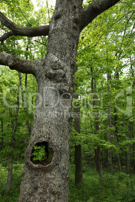 Hollow white oak tree in forest