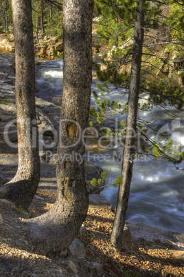 River in the Wilderness