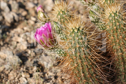 Hedgehog Cactus in Bloom