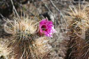 Hedgehog Cactus Bloom up close