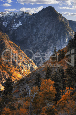 Autumn in the Wasatch Mountains Uta