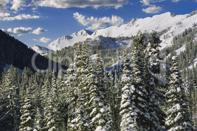 Winter in the Wasatch Mountains Uta