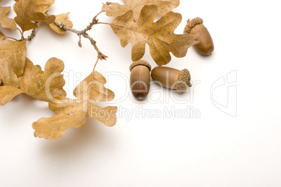 Oak Leaves and Acorns