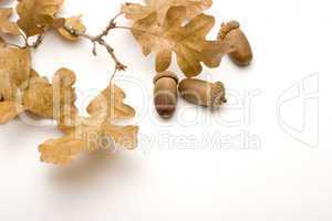 Oak Leaves and Acorns