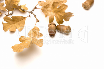 Oak Leaves and Acorns
