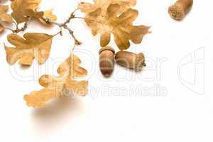 Oak Leaves and Acorns