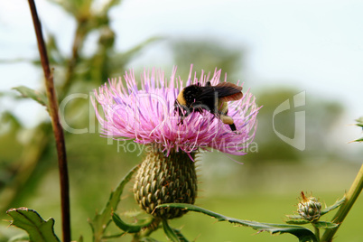 Bumblebee collects thistle pollen