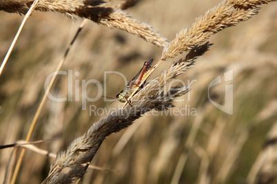 Grasshopper on grass stem