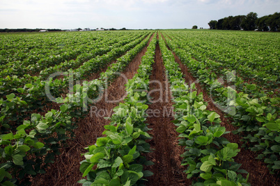 Mid summer soybean field on farm