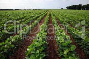 Mid summer soybean field on farm