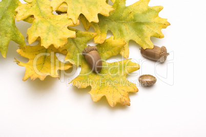 Oak Leaves and Acorns