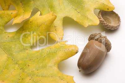 Oak Leaves and Acorns