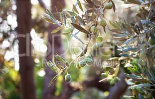 Mediterranean Gold; Olives On It?s Tree Branch