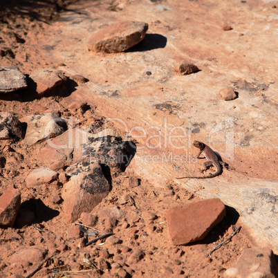 Desert lizard on rock ledge