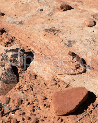 Lizard on rock ledge in desert