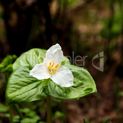 Trillium blooming on forest floor