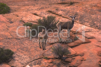 Desert Bighorn Sheep