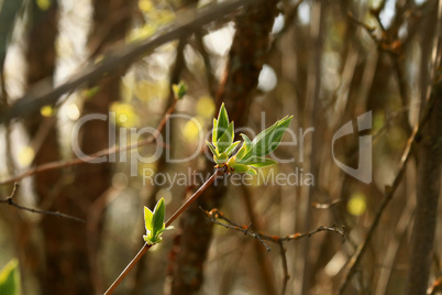 Sunlit lilac leaf buds