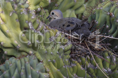 dove sitting on nest on cactus