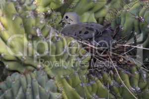 dove sitting on nest on cactus