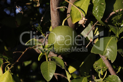unripened grapefruit on tree
