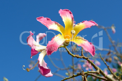 Silk Floss tree blooming flowers (Chorisia speciosa)