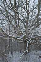 Tree, Snow, East TN