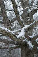 Tree, Snow, East TN